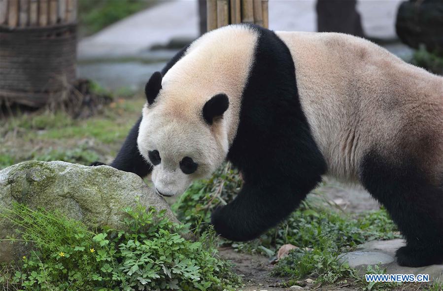 Photo taken on March 24, 2017 shows the giant panda Bao Bao at the Dujiangyan base of the China Conservation and Research Center for the Giant Panda in southwest China