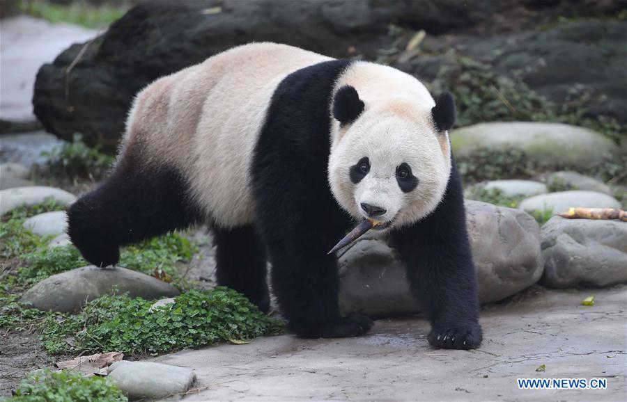 Photo taken on March 24, 2017 shows the giant panda Bao Bao at the Dujiangyan base of the China Conservation and Research Center for the Giant Panda in southwest China