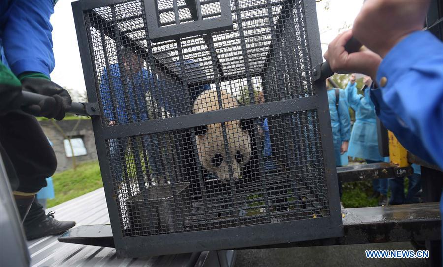 Workers carry the giant panda Bao Bao out of the quarantine area at the Dujiangyan base of the China Conservation and Research Center for the Giant Panda in southwest China