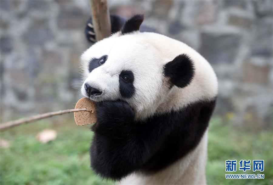 On Tuesday afternoon, two pandas named Xingya and Wuwen left from Sichuan Province to The Netherlands.