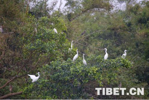 圖為小鳥天堂景區大批珍貴的鷺鳥。
