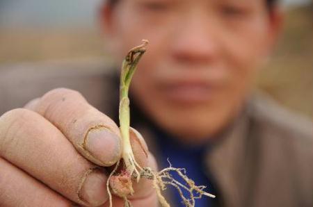 A farmer shows a dying maize seedling at Linwang Village in Donglan County, southwest China's Guangxi Zhuang Autonomous Region, March 11, 2010. The sustaining severe drought has ravaged the region and other three provinces in southwest China since October last year. (Xinhua/Wei Lifu) 