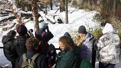 Panda fans say goodbye to 4-year-old panda Tai Shan on his last day at the National Zoo in Washington, on Wednesday, Feb. 3, 2010. (AP Photo/Jacquelyn Martin)