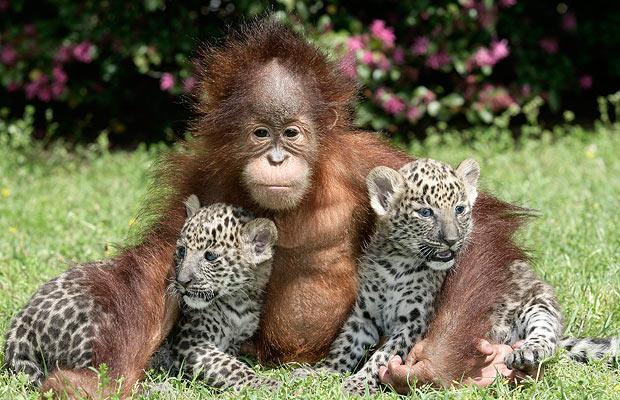 Two five-week-old leopard cubs named Chant and Sloka sit with a one-year-old orangutan named Rishi, at T.I.G.E.R.S. (The Institue For Endangered Species) in Myrtle Beach, South Carolina