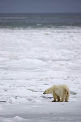 A male polar bear waits for an ice sheet to form to allow migration in an area about 300km (186 miles) north of the Canadian town of Churchill in this picture taken November 17, 2009. Climate change has turned some polar bears into cannibals as global warming melts their Arctic ice hunting grounds, reducing the polar bear population, according to a U.S.-led global scientific study on the impacts of climate change. Picture taken November 17, 2009. (Xinhua/Reuters Photo)