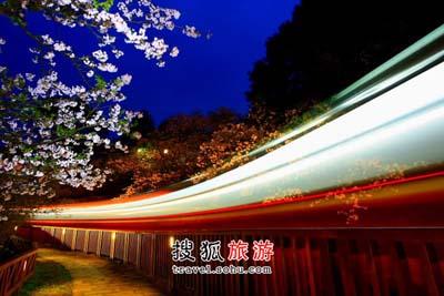 A mountain full of cherry blossoms marks the beginning of the Alishan Cherry Blossom Season.[Photo: sohu.com] 