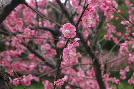 The plum blossoms blooming in March have made Century Park in the Pudong district of Shanghai a popular destination for family outings on weekends. Encompassing some 140 hectares, Century Park has been dubbed as one of the city's 