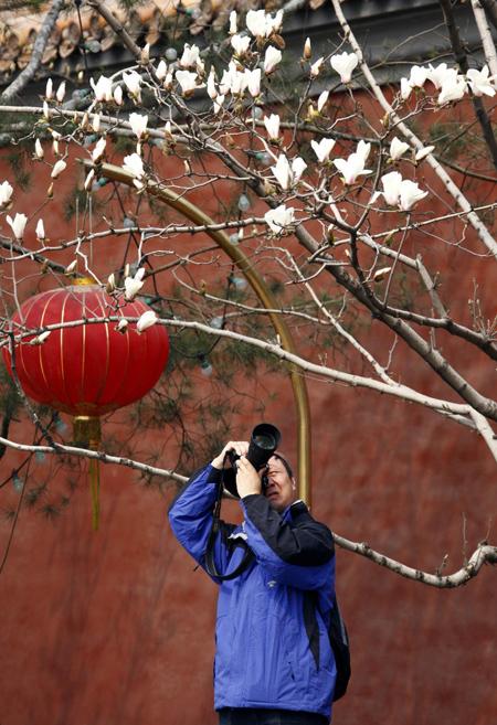 A man takes photographs of a blossoming tree near Beijing's Tiananmen Square April 5, 2010. Spring officially started on March 1, but temperatures in the Chinese capital have been below average for this time of year. [Photo/Agencies]