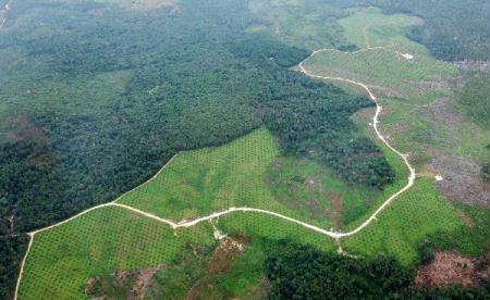 A bird's eye view shows the palm trees encircled by forest in the Indonesian province of Jambi on Sumatra island, April 20, 2010. As the palm oil price is increasing on the world market, Indonesia speed up the plantations of palm trees to become the largest exporter of palm oil at the expense of the loss of virgin forest, which is the main absorber of greenhouse gases and guard of biological diversity. (Xinhua/Yue Yuewei)