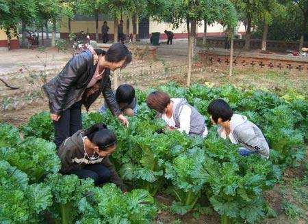 綜合實踐活動——除草