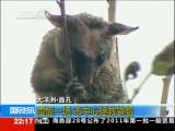 [視頻]大洋洲�面孔：動物明星