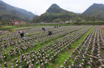 重慶南川的食用菌種植基地，基地面積大，種出的食用菌品質優良又安全。