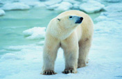德遜灣北極熊棲息地