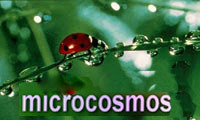 <font color=0629fd>《微觀世界》（2003年） 展現蟲子們的幸福生活</font>