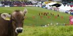[高清組圖]瑞士備戰世界盃引牛兒駐足觀戰