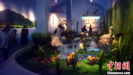 圖為遊客參觀自然展覽館中的生物館。中新社發 張暢 攝