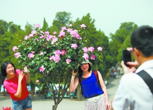 日前，天壇公園舉辦“五月繁花”月季展，展出了上百個品種近2萬餘株月季花，尤其是3000余株大棵盆栽月季以其碩大的花形、艷麗的花色吸引了眾多遊客。本報記者 吳鏑攝