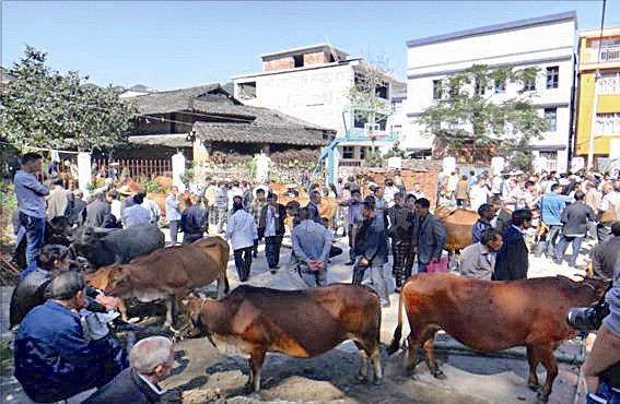 茗岙牛市：農曆八月十三，永嘉茗岙周邊鄉鎮的村民把自家的黃牛、水牛牽到這裡進行交易。當地男女老少還裝扮成才子、佳人、將軍、小兵模樣，在大街小巷遊行，慶祝豐年，同時請來戲班唱戲。資料圖片