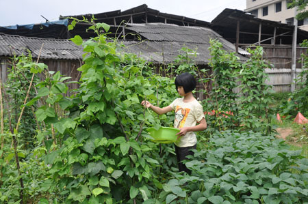 黃菁菁摘菜