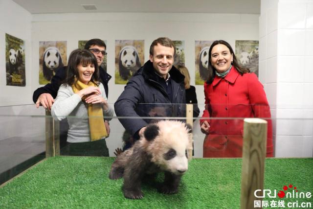 法國總統馬克龍看望熊貓幼仔“圓夢”
