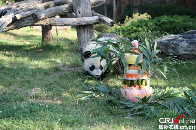 “圓夢”準備品嘗動物園為它準備的周歲“生日蛋糕”