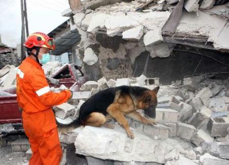 A member of China International Search and Rescue Team (CISAR) and a trained dog search for survivors on debris near a destroyed supermarket in Port-au-Prince, Haiti, Jan. 19, 2010. The CISAR continued the rescue mission Tuesday in the city. (Xinhua/Yuan Man)