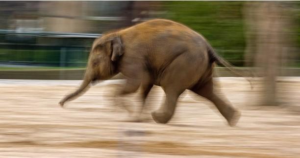 Little female elephant Ko Raya frolics around in its enclosure at the zoo in Berlin...