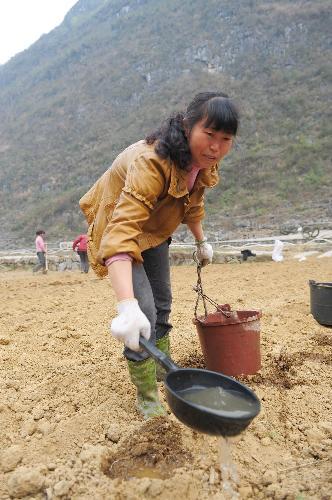 A local villager irrigates the corn field suffering the severe drought in Changshun County of southwest China's Guizhou Province, March 14, 2010. A severe drought in southwest China, which local people say is the worst in a century, is forecast to linger till the start of the rainy season in May, according to two provincial meteorological stations in Yunnan and Guizhou. (Xinhua/Liu Xu)