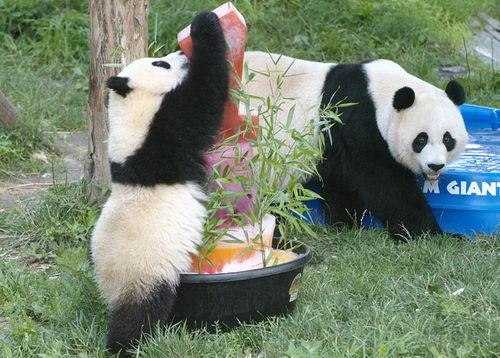 Tai Shan, the giant panda cub at Smithsonian’s National Zoo digs into a special frozen treat he received on his first birthday, July 9, 2006. His mother Mei Xiang looks on before joining him. 