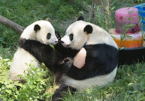 Tai Shan, the giant panda cub at Smithsonian’s National Zoo shares a special frozen treat he received on his first birthday, July 9, 2006, with his mother Mei Xiang. 