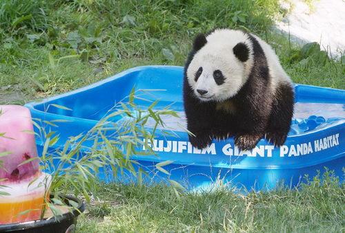 Tai Shan, the giant panda cub at Smithsonian’s National Zoo explores a new pool he received from Fujifilm on his first birthday, July 9, 2006. 