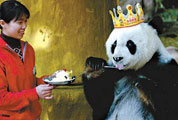 <a href=http://big5.cctv.com/gate/big5/www.cctv.cn/program/natureandscience/20080125/102088.shtml>Giant Panda Basi</a>