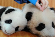 New Breakthrough in Giant Panda Artificial Breeding