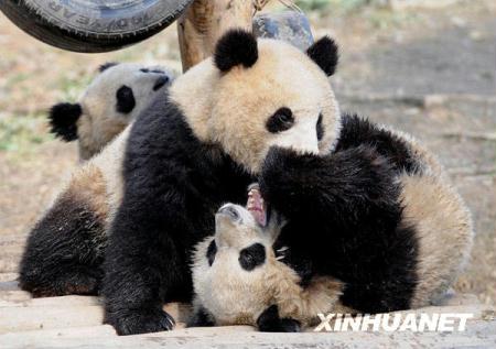 Ten giant pandas are preparing to embark on an important mission. The cuddly cubs from Sichuan Province will fly to Shanghai, to help promote the 2010 World Expo.