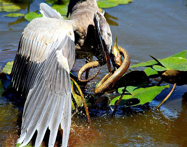 In this gallery we look back at the pictures we published this year showing animals eating other animals - and the ones that got away. This picture captures the food chain in one shot as a heron tries to gobble a snake that is eating a fish. The snap was taken by David Crooks in a wetlands area near the Potomac River in Montgomery County, Maryland, USA 