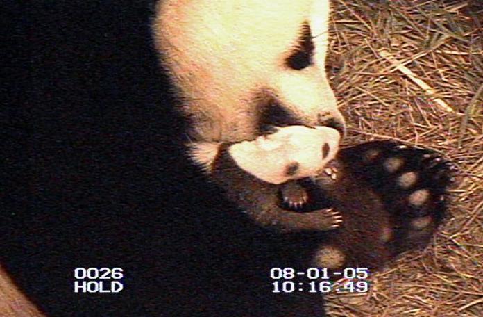 Aug. 1, 2005: Zoo staff have been waiting until the mother left the cub regularly for several minutes at a time so they could close the door to the birthing area and examine the young panda, born July 9, 2005, without causing Mei Xiang undue stress. Courtesy of Smithsonian鈥檚 National Zoo-Reuters