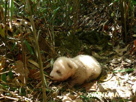 A RARE brown baby giant panda has been discovered by researchers in northwest China.