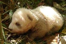 Rare brown panda cub discovered