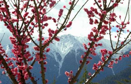 Peach blossoms are seen in Nyingchi Prefecture, southwest China's Tibet Autonomous Region, March 7, 2010. Peach trees have blossomed to welcome the spring season in Nyingchi, which is known for its humid and mild climate, charming scenery and rich natural resources. (Xinhua photo) 