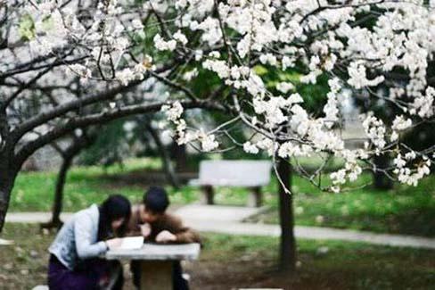 Cherry trees are in full bloom in Wuhan University, central China's Hubei Province. [Photo: CRI Online]