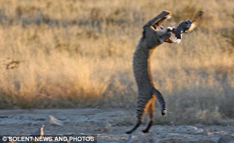 The cat tries to grab the bird as he jumps high into the air