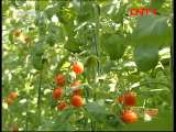 [農廣天地]櫻桃番茄新品種(20110927)