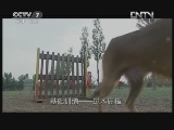 《中國武警》 20120826 我們的警犬，我們的生活