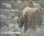 [豪門盛宴]動物世界盃：巴西鸚鵡迎戰德國灰熊