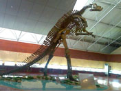 恐龍化石