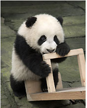 《熊貓寶寶成長日記》