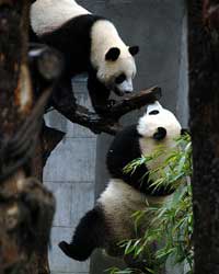 走近台北市動物園：“團團”“圓圓”在臺過第四個春節