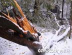 滁州瑯琊山國家森林公園內被暴雪壓斷的樹木