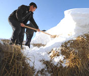 哈薩克族牧民在清理草料上的積雪