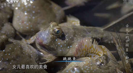 浙江三門灣 跳跳魚